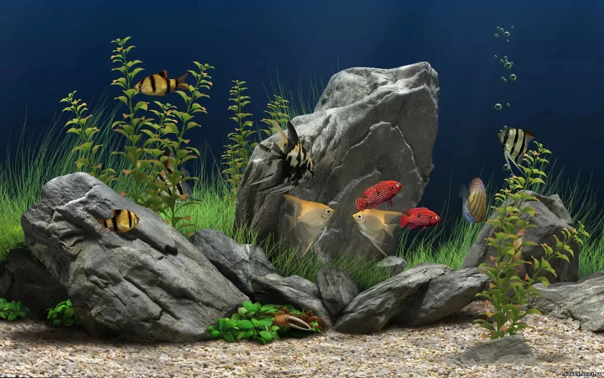 Dream Aquarium Screensaver